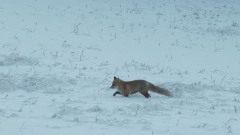 Majestätischer-Fuchs-Läuft-In-Zeitlupe-Durch-Verschneite-Landschaft,-Folgeaufnahme