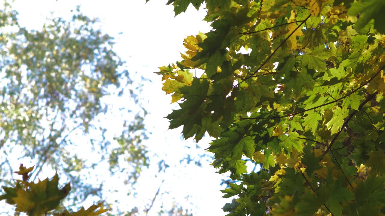 движение листьев клена на медленном ветру в солнечный день, крупный план