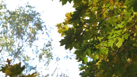 hojas de arce moviéndose con viento lento en un día soleado, de cerca