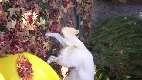 lindo perro blanco jugando en las hojas