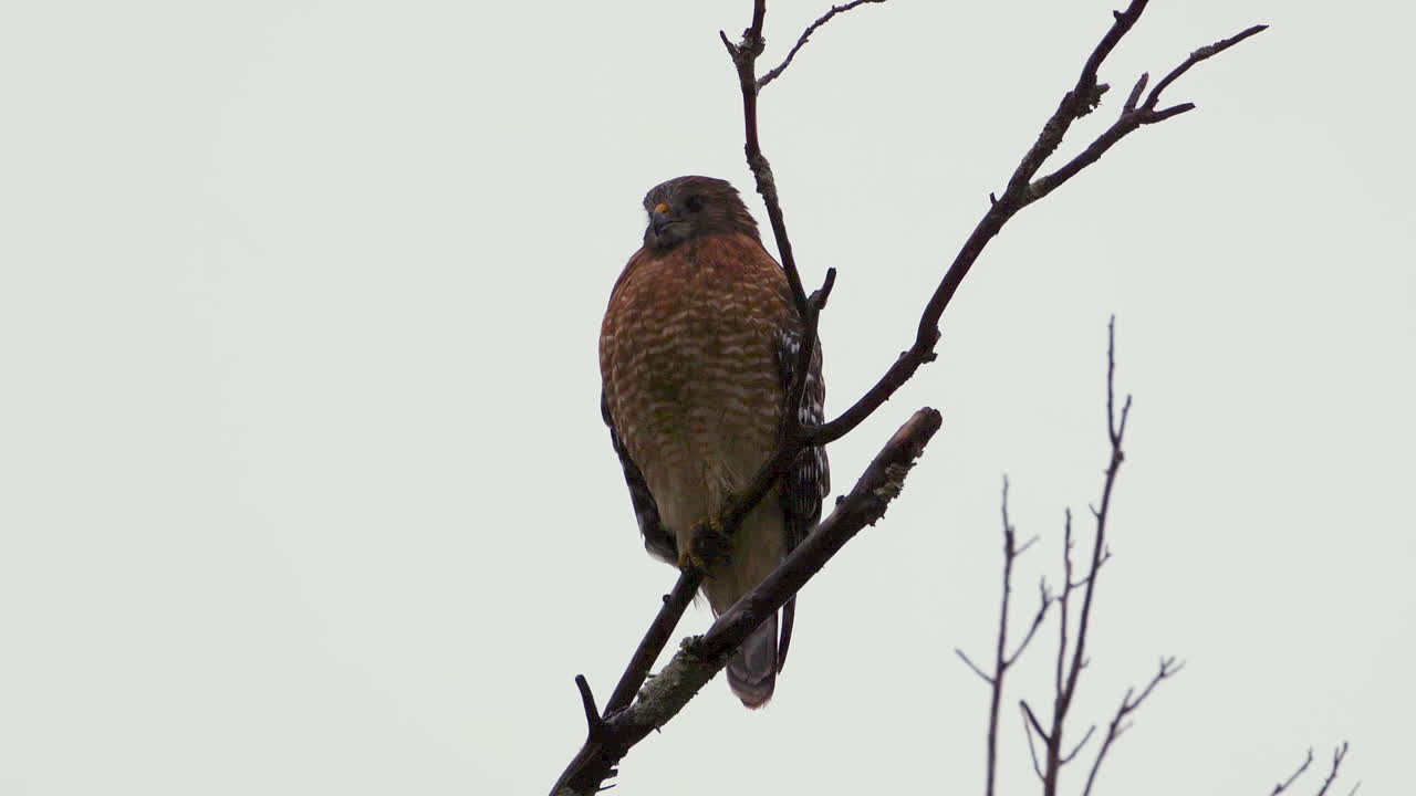 Rotflügelbussard sitzt auf einem großen, kahlen Ast im strömenden Regen.