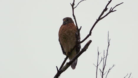 Red-shouldered-hawk-perched-on-a-large,-barren-branch-in-the-pouring-rain