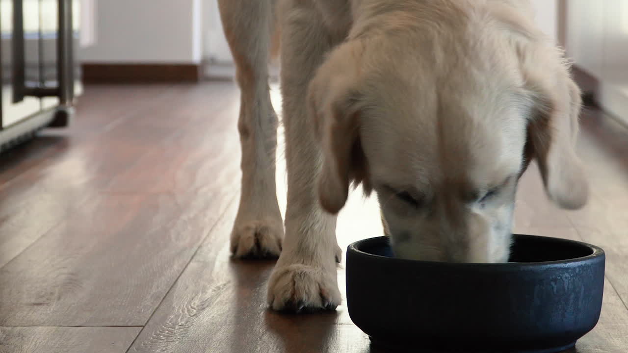 Hvit hund spiser mat fra en svart skål