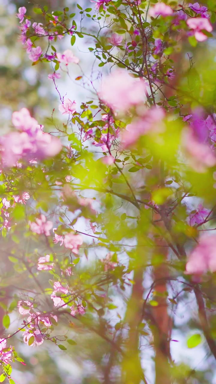 Pink blossoms drift softly through warm sunlight. Green leaves blur gently behind delicate petals. Branches sway gently, framing a serene spring scene. Ideal for backgrounds, romantic themes