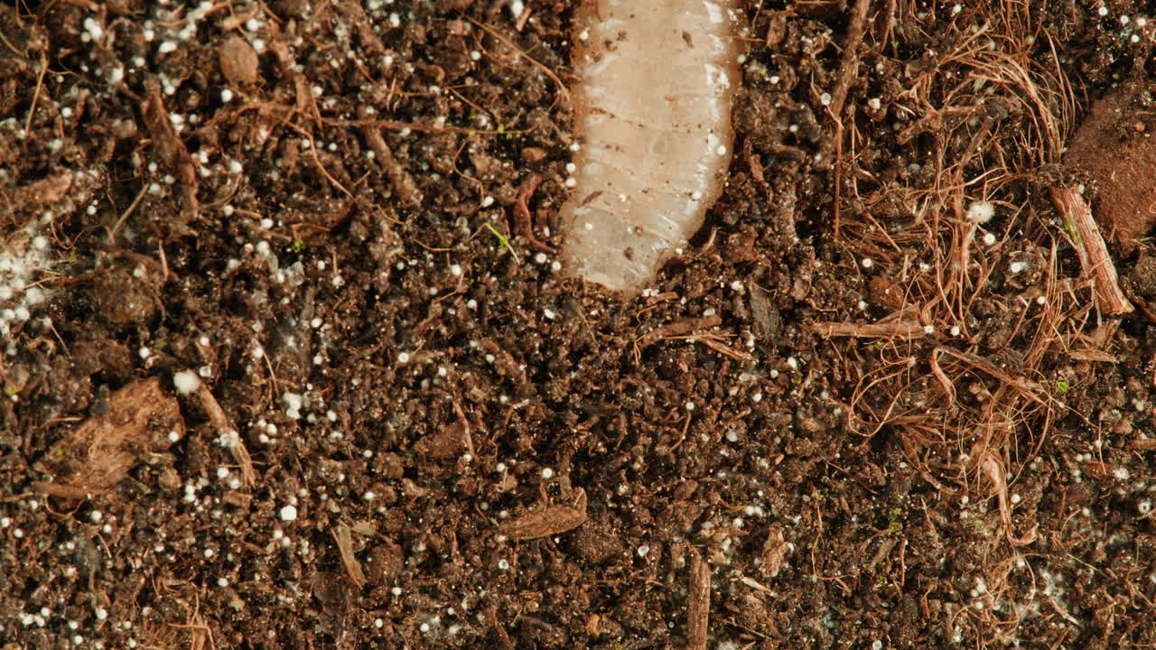 Close-up of Potting Soil with Worm and Organic Material
