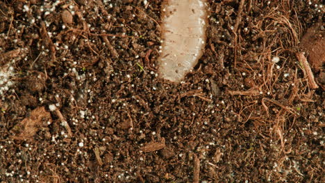 close-up of potting soil with worm and organic material