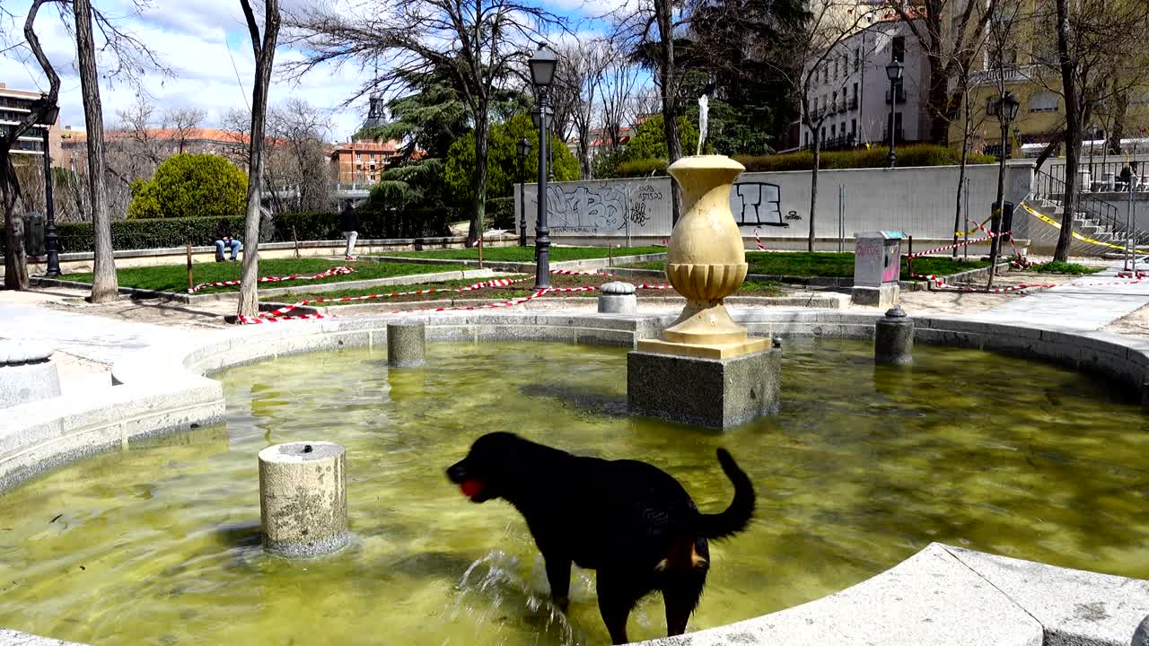 el perro se baña en la fuente durante un calor de primavera. madrid, españa.