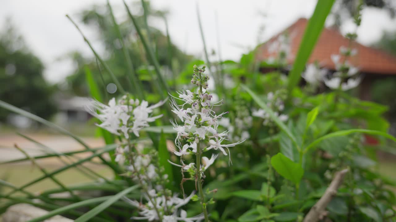 Close-up of white flowers with green leaves in a lush garden setting on a soft overcast day