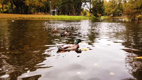 Beautiful-ducks-and-drakes-swim-in-the-autumn-pond-with-yellow-leaves-near-the-green-grass