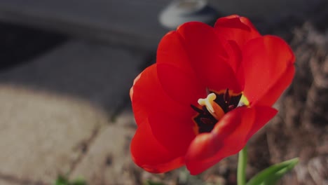 Side-view-close-up-of-fully-bloomed-tulip-in-the-spring