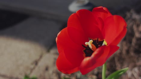 side view close up of fully bloomed tulip in the spring