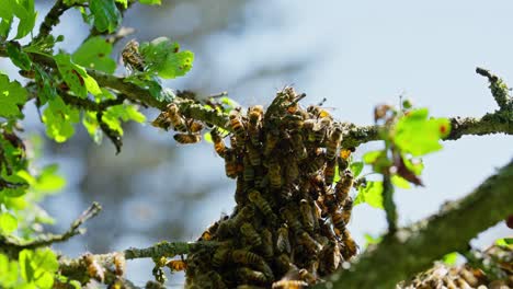 Enjambre-De-Abejas-Melíferas-Y-Cubriendo-El-Panal-Del-Manzano-Contra-El-Cielo-Azul-Por-La-Mañana