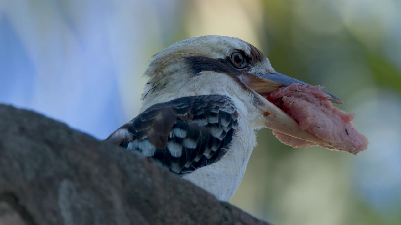 Ein lachender Kookaburra frisst rohes Fleisch, während er bei natürlichem Licht auf einem Felsen sitzt.