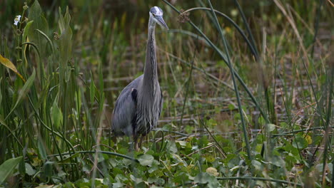 great blue heron in breeding plumage, looking for prey in marsh area