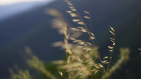 Nahaufnahme-Langsamer-4k-Schuss-Mit-Fokus-Auf-Trockenem-Gras-Bei-Sonnenuntergang