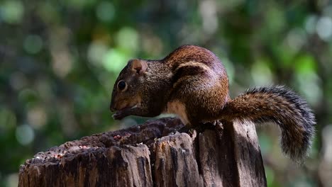 the indochinese ground squirrel is commonly found in thailand just about anywhere it can thrive