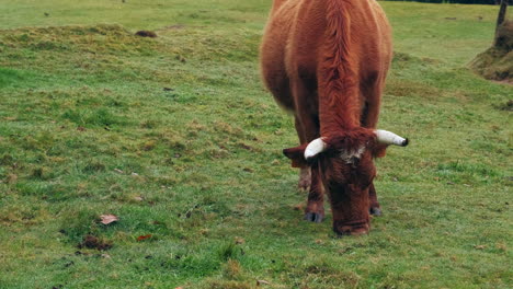 Close-up-shot-of-pretty-brown-red-cow-grazing-on-natural-pasture-on-Madeira-Island