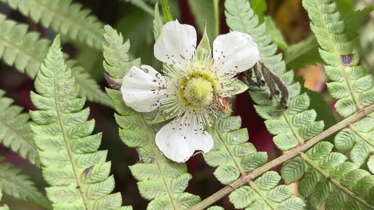 Small Insect Crawling on White Blackberry Flower