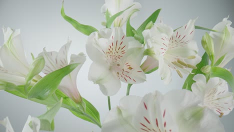 white alstroemeria flowers