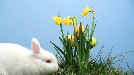 Bunny-rabbit-with-easter-eggs-stuck-in-bunch-of-daffodils