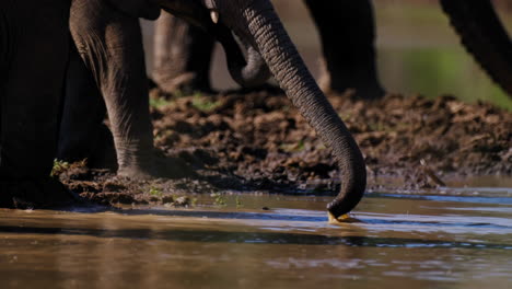 elephants drinking at a waterhole
