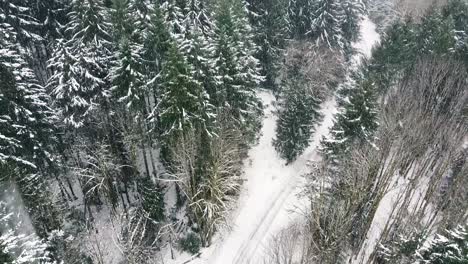 Verschneite-Forststraße-Auf-Vancouver-Island,-Kanada