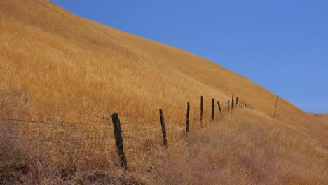 Las-Colinas-Cubiertas-De-Matorrales-Amarillos-Del-Centro-De-California