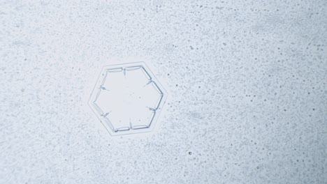 dendrita estelar de cristal de hielo de copo de nieve bajo el microscopio