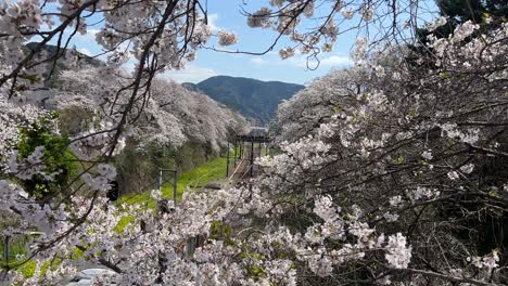 stunning rural scenery in japan with train passing through cherry blossoms