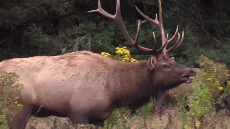 Elk-walk-through-a-clearing-1