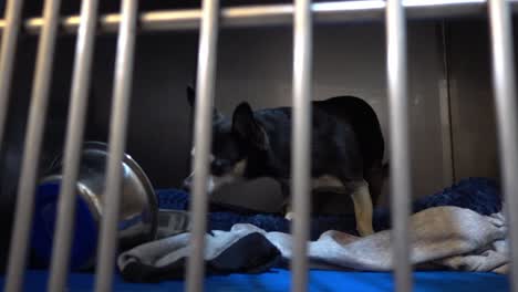 Slow-motion-shot-of-a-small-dog-standing-up-in-a-small-crate-in-a-veterinary-clinic