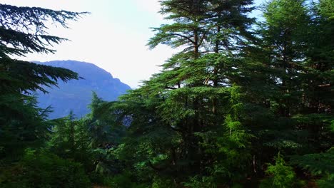 Berg-Des-Babur-Atlas-Zedernwaldes---Sétif,-Algerien