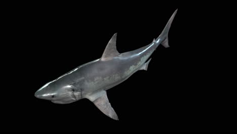 White-Shark-swimming-on-black-background,-perspective-above-view,-3D-animation,-seamless-loop-animation