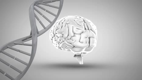 Digitale-Animation-Der-DNA-Struktur-Und-Des-Menschlichen-Gehirns,-Das-Sich-Vor-Grauem-Hintergrund-Dreht