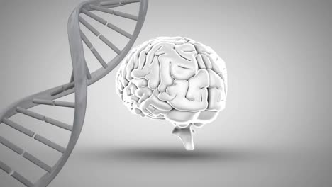 animación digital de la estructura del adn y el cerebro humano girando contra un fondo gris