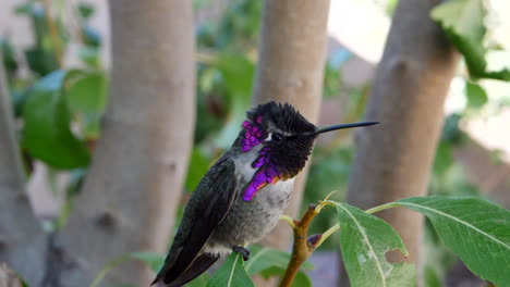 a bright pink annas hummingbird with iridescent feathers sitting on a green leaf after feeding on nectar looks around curiously in slow motion