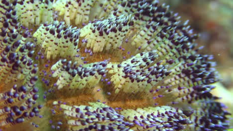 detail of magnificent fire urchin showing spines and stinging cells, close-up shot