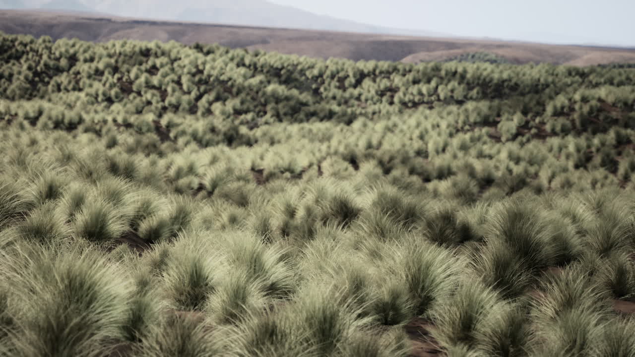 un hermoso campo de alta hierba verde con colinas en el fondo