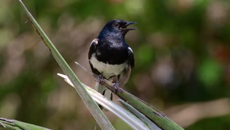 the oriental magpie-robin is a very common passerine bird in thailand in which it can be seen anywhere