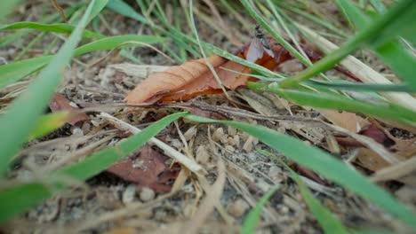 black garden ants walk over pine needles in slow macro crawl, close view of movement