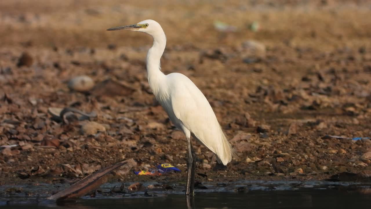 garza en el lago esperando orar