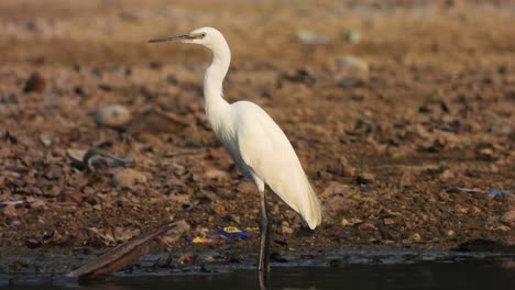 Heron-in-lake-waiting-for-pray-