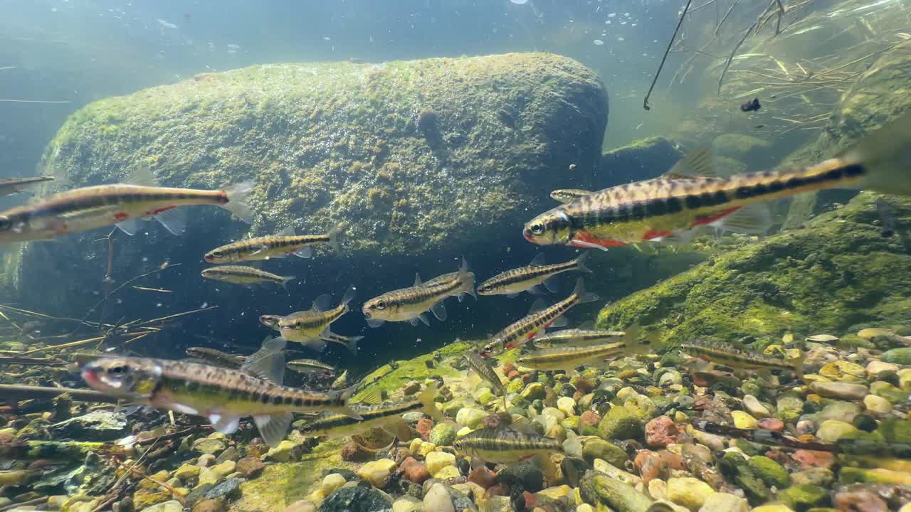 Eurasian minnows (Phoxinus phoxinus) have gathered in a shallow river for the spawning period. Estonia.
