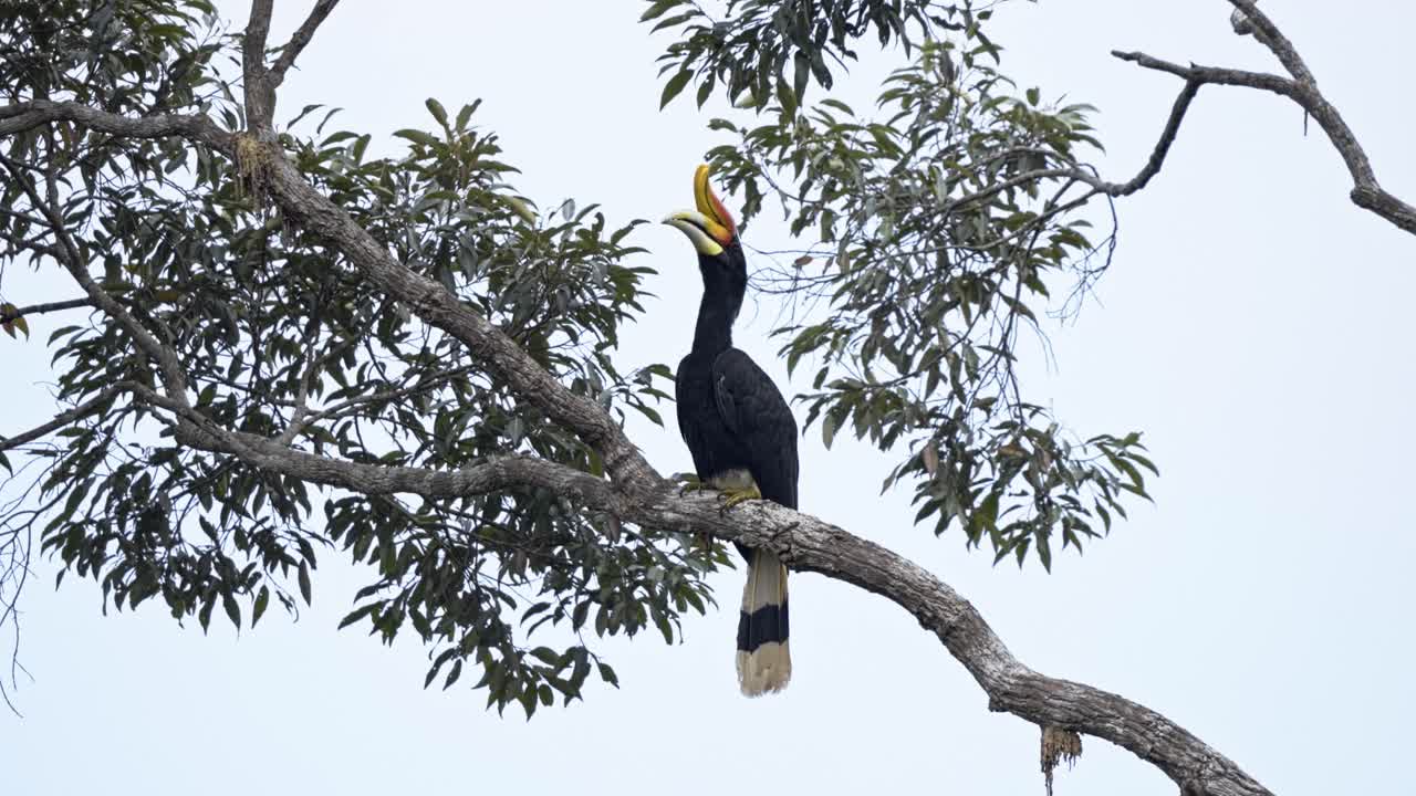 Rhinoceros Hornbill Perched On The Tree Branch. - closeup shot