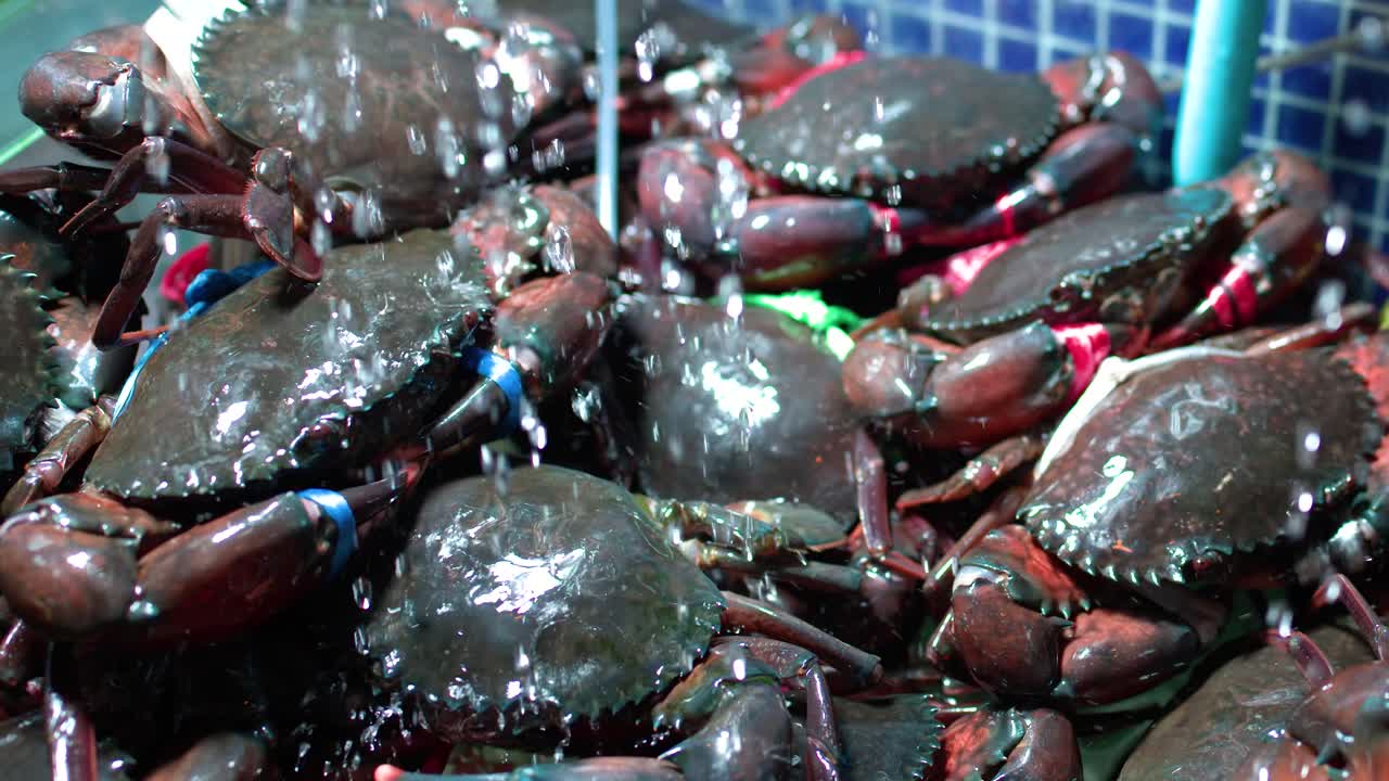 Close-up shot of live mud crabs with tied claws inside a fresh water market tank