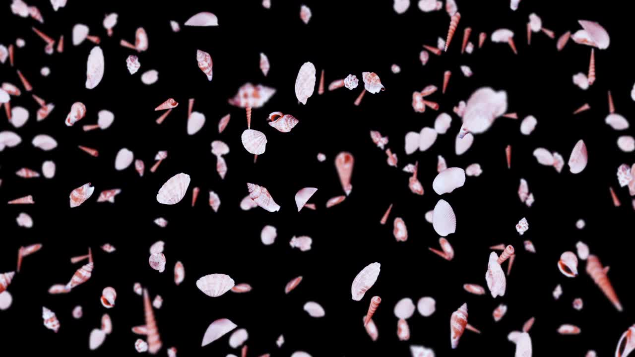 검은 바탕에 많은 바다 데기를 날아. 현실적인 조개 모양의 컬렉션. 열대 수중. 회전하는 데기의 3d 루프 애니메이션.