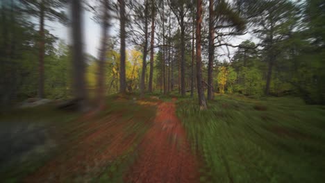 Un-Sendero-Estrecho-Conduce-A-Través-Del-Bosque-De-Pinos