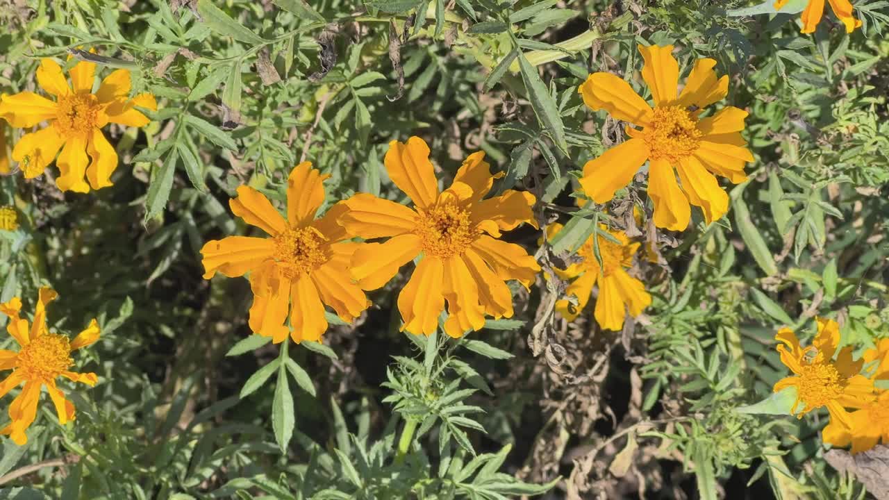 Closeup of Marigolds flower, It varies in colour from yellow to orange. It is used for various purposes like celebrations and death rituals.