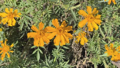 closeup of marigolds flower, it varies in colour from yellow to orange. it is used for various purposes like celebrations and death rituals.