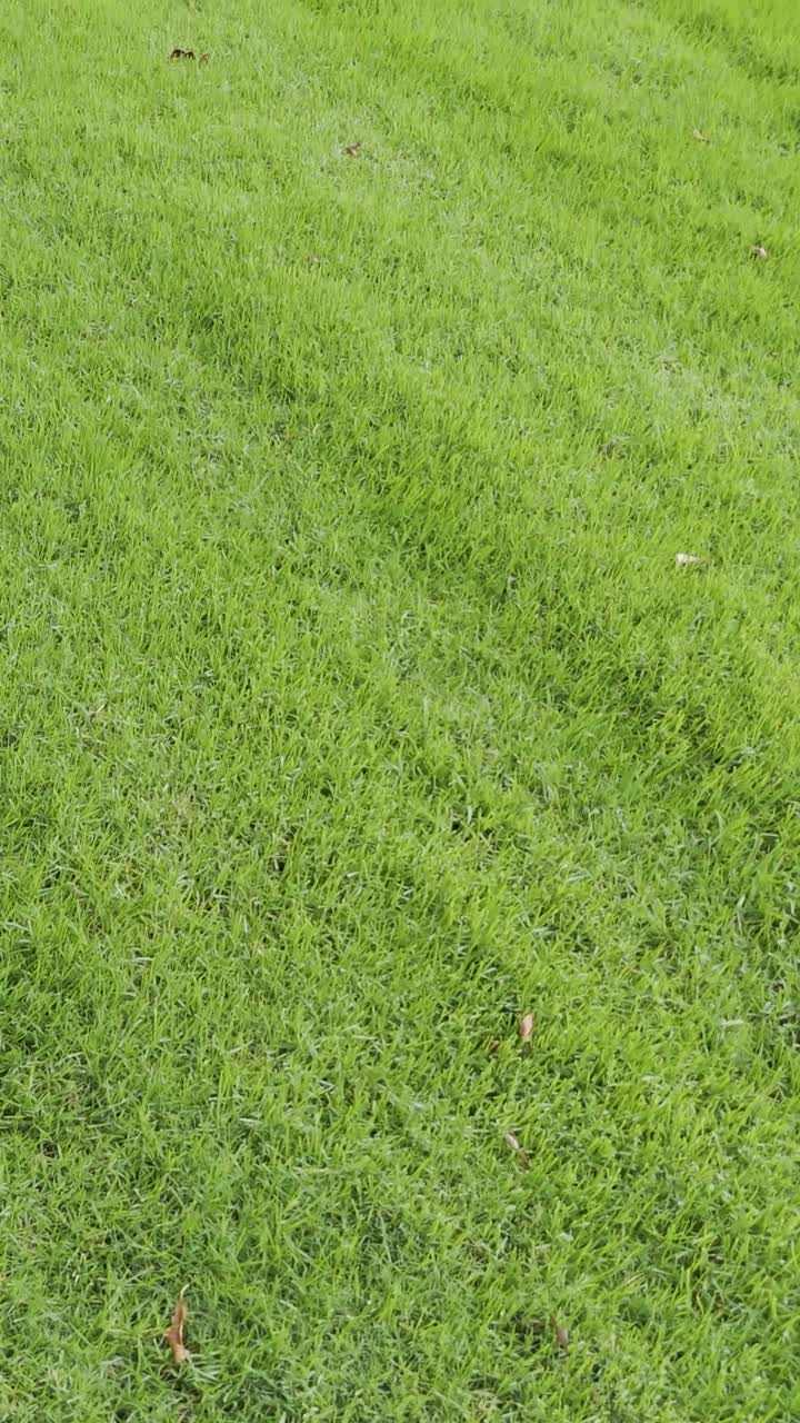 pista verde exuberante con montañas lejanas visibles